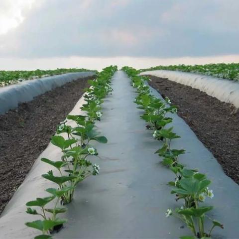 Biodegradable mulch film